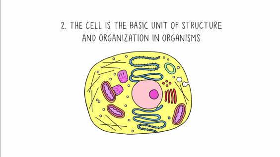 What are the main ideas of the cell theory?